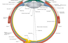 Eye Anatomy Chart B Eye Anatomy Anatomy Anatomy And Physiology