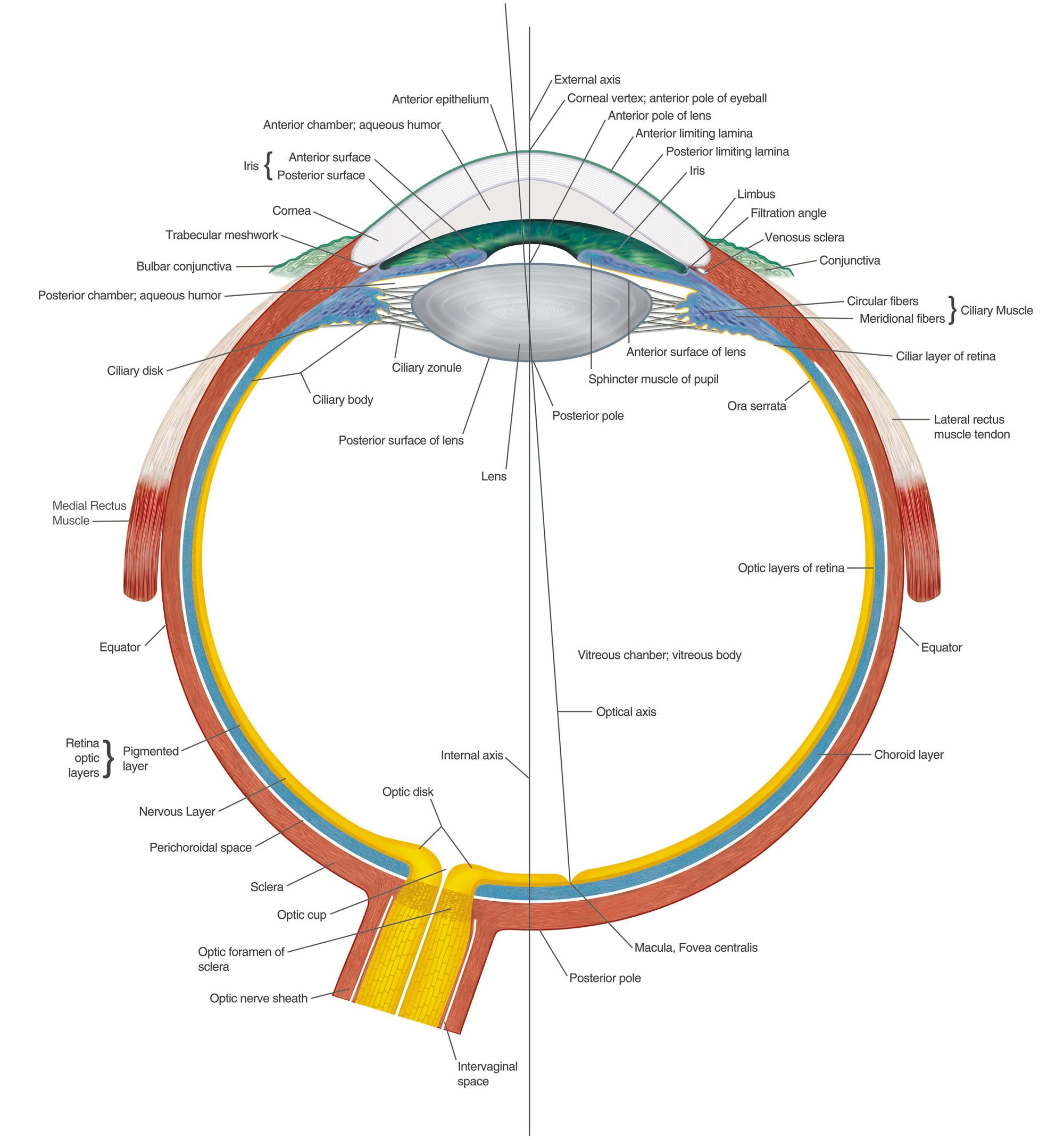 Eye Anatomy Chart B Eye Anatomy Anatomy Anatomy And Physiology