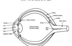 Eye Anatomy Labeling