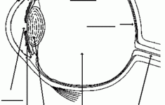 Eye Worksheet Human Body Worksheets Life Science Middle School
