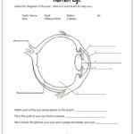 Eyes Human Eye Diagram Parts Of The Eye Eye Anatomy