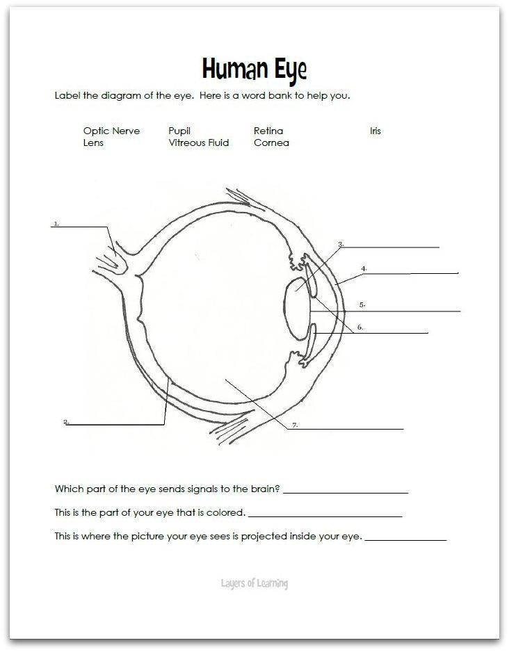 Eyes Human Eye Diagram Parts Of The Eye Eye Anatomy