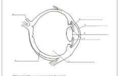 Eyes Human Eye Diagram Parts Of The Eye Eye Anatomy