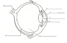 Eyes Layers Of Learning Human Eye Diagram Parts Of The Eye Human Eye