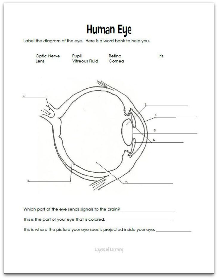 Eyes Layers Of Learning Human Eye Diagram Parts Of The Eye Human Eye ...