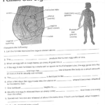 Female Anatomy Worksheet Christopher Beaver Library Formative