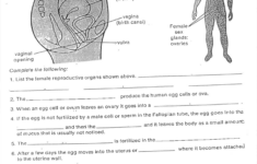 Female Anatomy Worksheet Christopher Beaver Library Formative