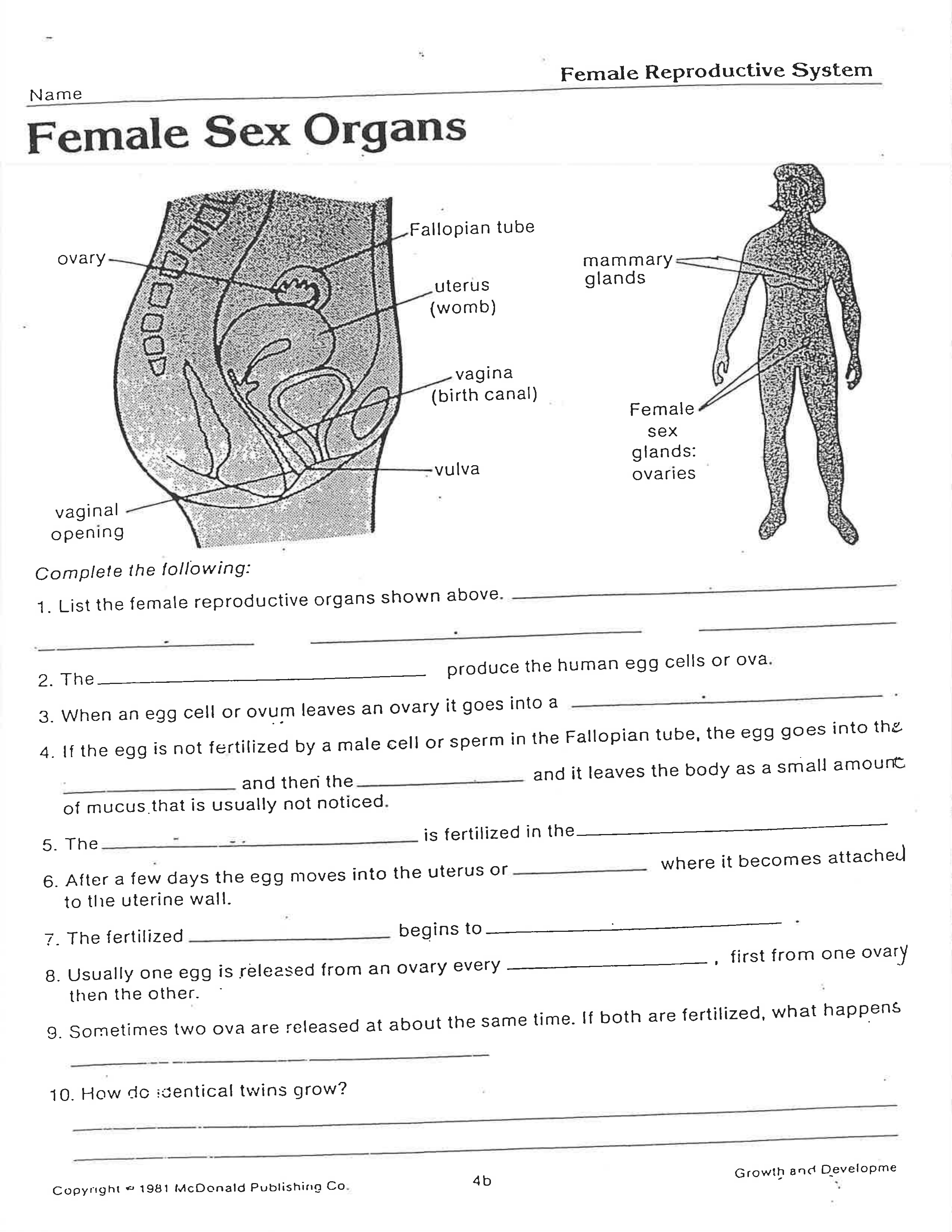 Female Anatomy Worksheet Christopher Beaver Library Formative