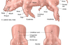 Female Pig Anatomy Anatomy Diagram Book