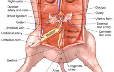 Female Pig Anatomy Anatomy Diagram Book