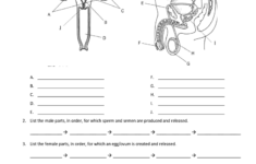Female Reproductive System Diagram Worksheet Answers Diagram Media