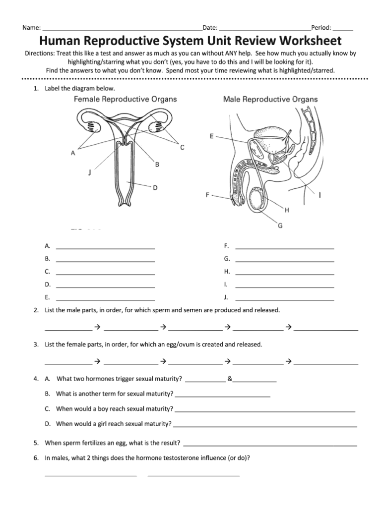 Female Reproductive System Diagram Worksheet Answers Diagram Media ...