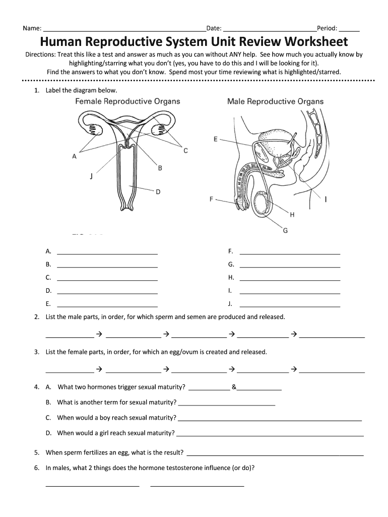 Female Reproductive System Diagram Worksheet Answers Diagram Media