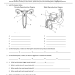 Female Reproductive System Diagram Worksheet Answers Diagram Media
