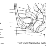 Female Reproductive System Worksheet Coloring Pages Printable