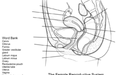 Female Reproductive System Worksheet Coloring Pages Printable