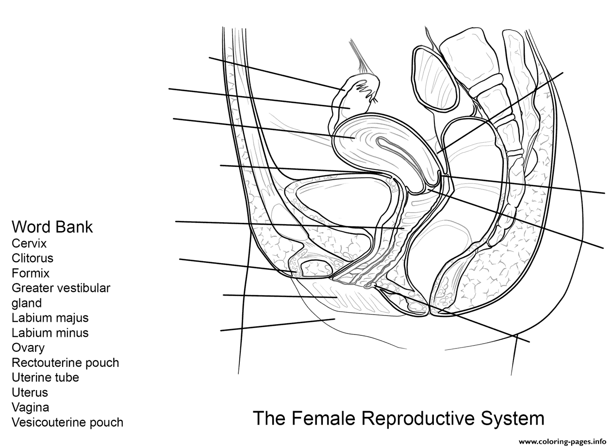 Female Reproductive System Worksheet Coloring Pages Printable