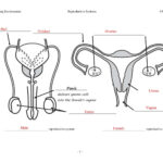 Female Reproductive System Worksheet Db Excel