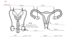 Female Reproductive System Worksheet Db excel