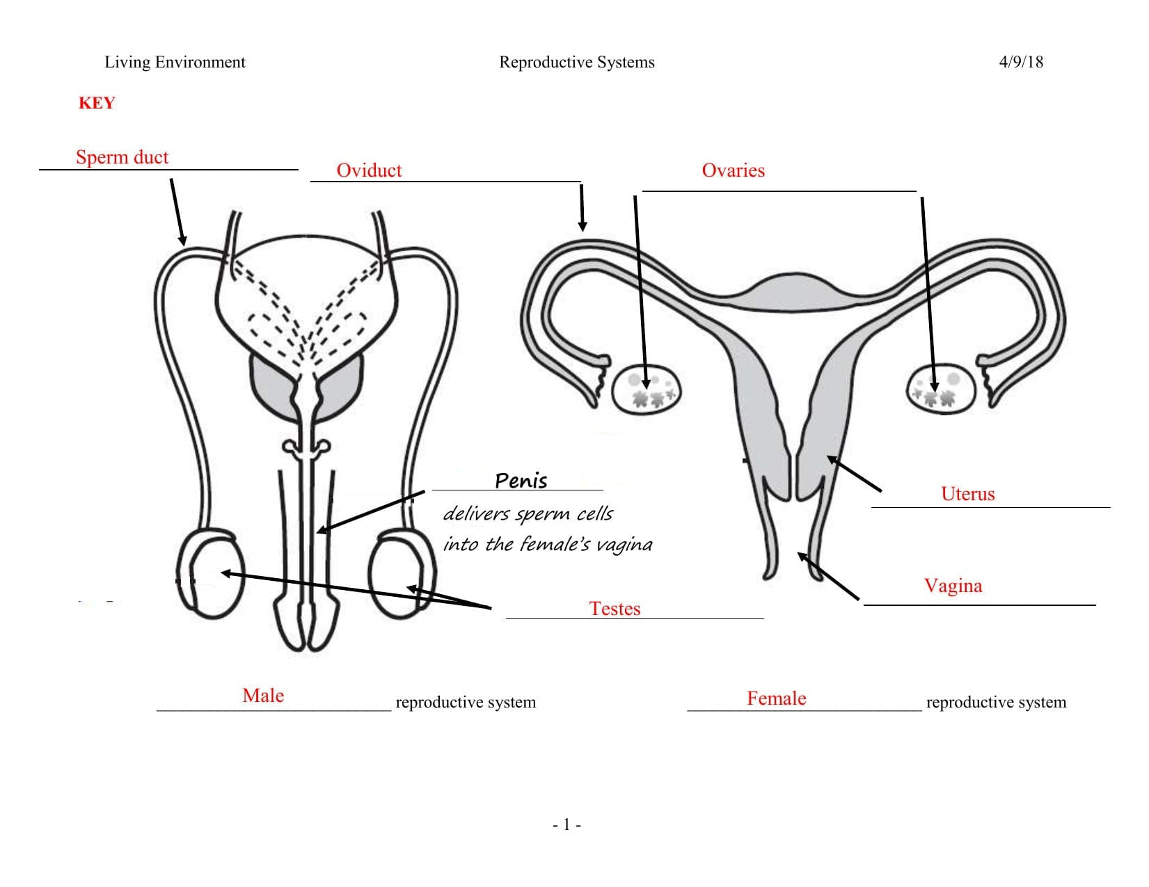 Female Reproductive System Worksheet Db excel