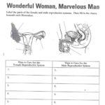 Female Reproductive System Worksheet Db Excel