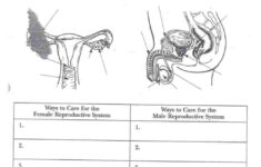 Female Reproductive System Worksheet Db excel