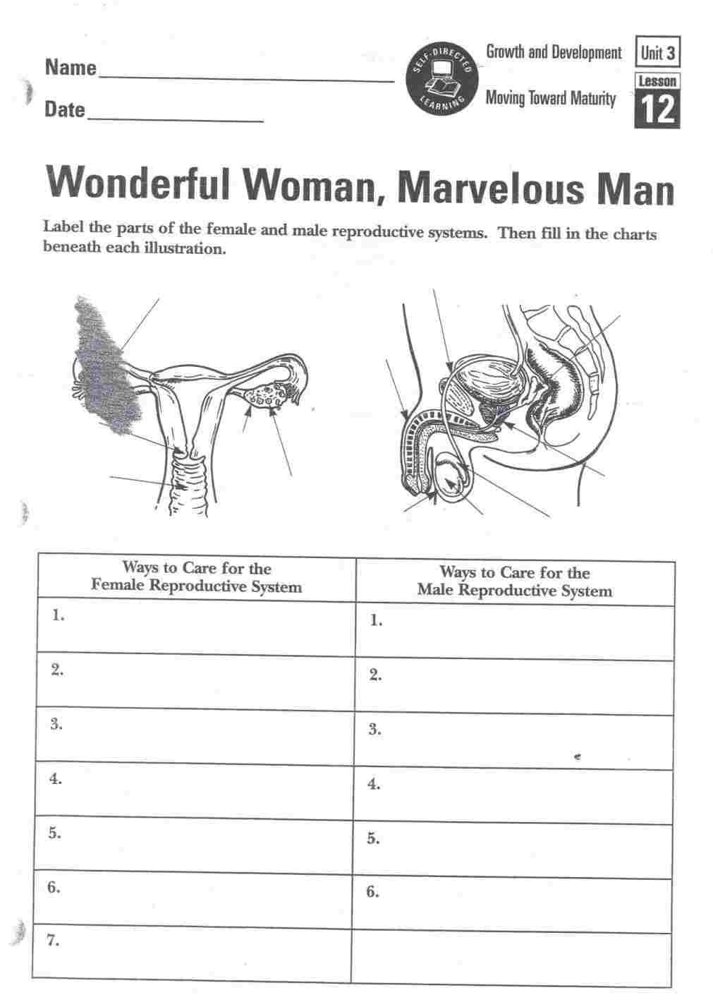 Female Reproductive System Worksheet Db excel