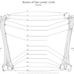 Femur Unlabeled Example SmartDraw Anatomy Anatomy Bones Anatomy