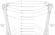 Femur Unlabeled Example SmartDraw Anatomy Anatomy Bones Anatomy