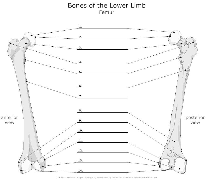 Femur Unlabeled Example SmartDraw Anatomy Anatomy Bones Anatomy 