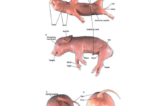 Fetal Pig Dissection