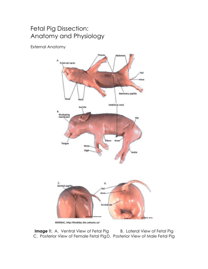 Fetal Pig Dissection Anatomy Worksheets