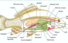 Fish Anatomy Worksheet Answer Key
