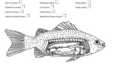 Fish Internal Anatomy Coloring Apple