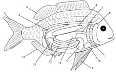 Fish Internal Anatomy Coloring Fish Anatomy Biology Activity