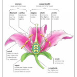 Flower Anatomy ANZBH