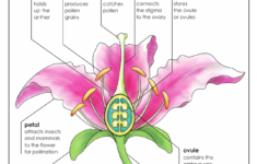 Flower anatomy ANZBH