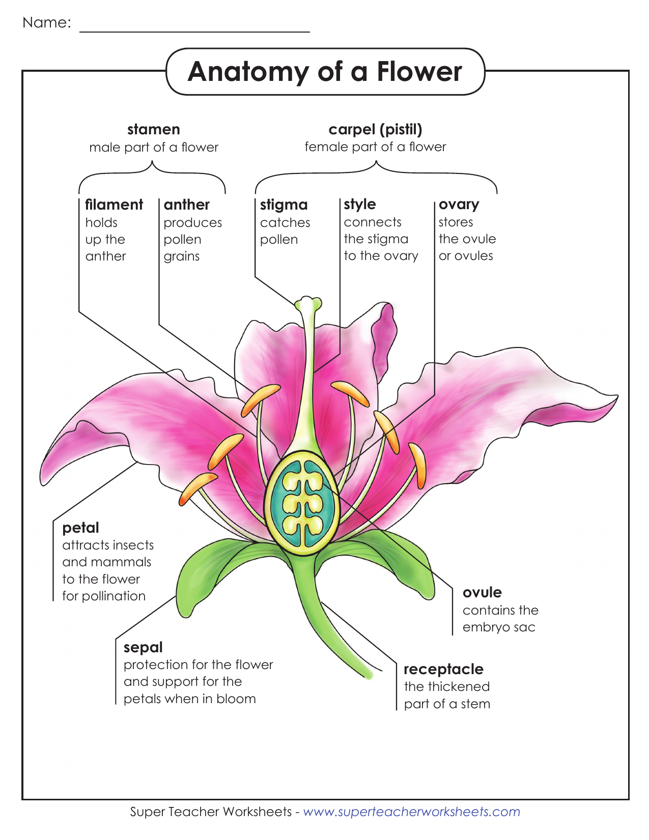 Flower anatomy ANZBH