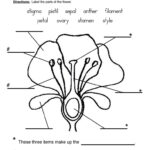 Flowers Parts Of A Plant Worksheet 1