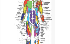 FREE 7 Sample Muscle Chart Templates In PDF