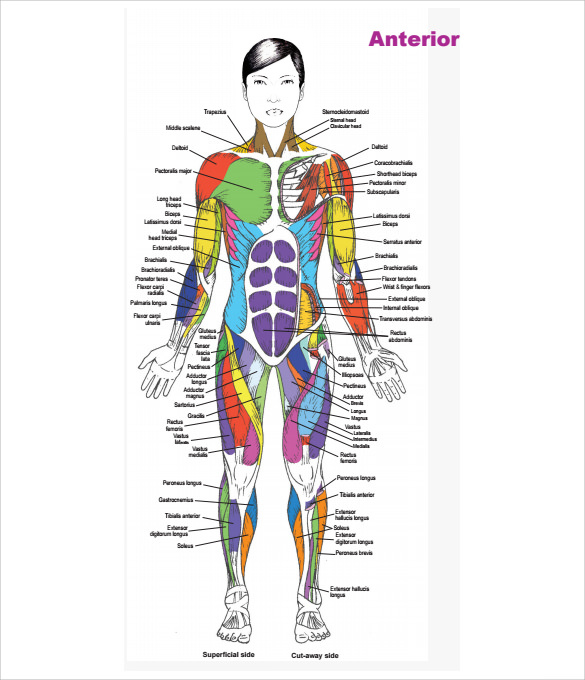 FREE 7 Sample Muscle Chart Templates In PDF
