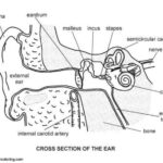 Free Anatomy Coloring Pages Ear Diagram Printable For Kids And Adults
