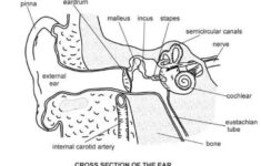 Free Anatomy Coloring Pages Ear Diagram Printable For Kids And Adults