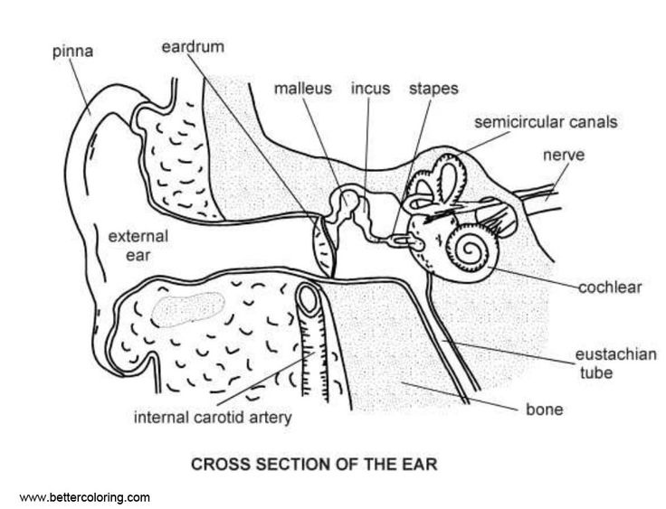 Free Anatomy Coloring Pages Ear Diagram Printable For Kids And Adults 
