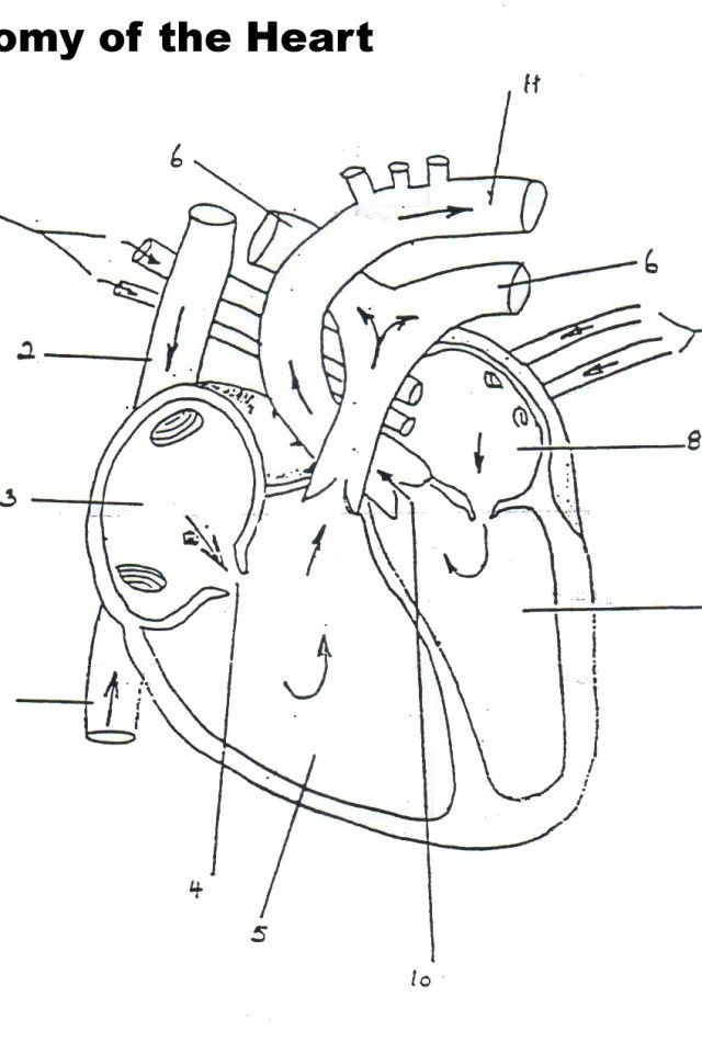 Free Anatomy Physiology Coloring Pages Anatomy Coloring Book Anatomy 