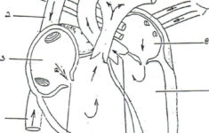 Free Anatomy Physiology Coloring Pages Anatomy Coloring Book Anatomy