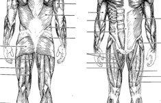 Free Blank Body Download Free Clip Art Free Clip Art On Clipart Library