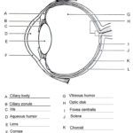 Free Body Diagram Worksheet Answers Human Eye Diagram Eye Anatomy