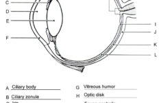 Free Body Diagram Worksheet Answers Human Eye Diagram Eye Anatomy