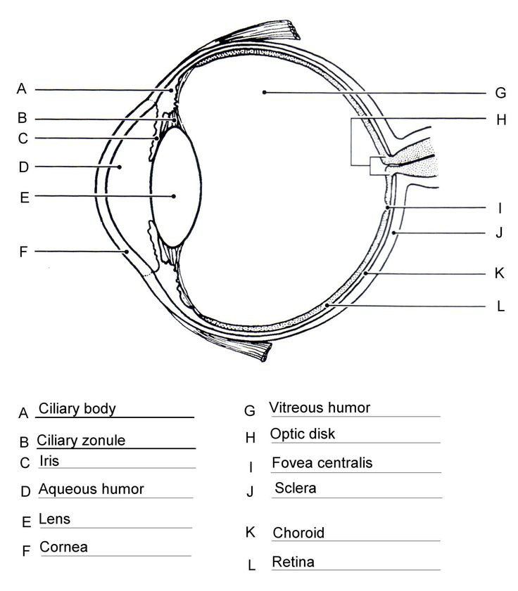 Free Body Diagram Worksheet Answers Human Eye Diagram Eye Anatomy 